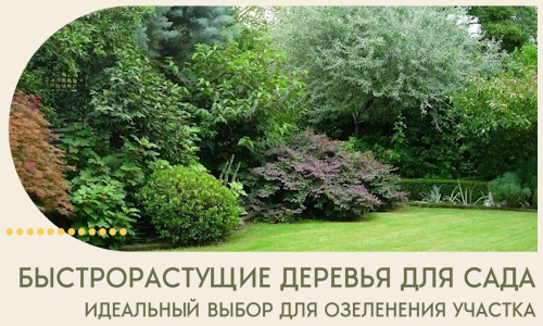 Быстрорастущие деревья для сада идеальный выбор в Белебее